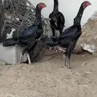 فروخ شامو الماني لون فواتح