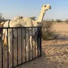 عشرا بداوه منتج