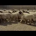 جذعات نعيم صنف الصنف