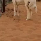 رخل حريه صنف