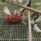 للبيع زيبرا منتج