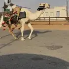 رحول طيبه شاق طوع