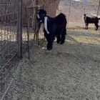 تيس عارضي مخصي