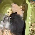 هامستر سوري