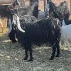 عنز حليب