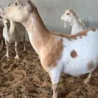 معزا قزم دفيع قريب تولد