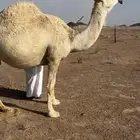 لقحات طيبات. منايح طيبه