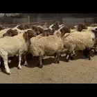 غنم نعيم دفيع