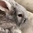 ارانب فرنسي للبيع