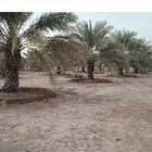نخل خلاص ارتفاع مترين