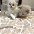 قطط آم  هملايا الاب شيرازي للبيع