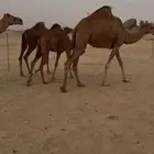 بكار سواحل ومعهن بكار ولقح