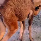 قعود وبكرة ناهية كفو على الحليب والمرعى مبادي ومناسبات