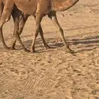 حواره شعلا على طياحان ابن وديد