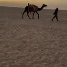 للبيع رحول ابل