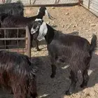 معزاء