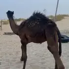قعدان