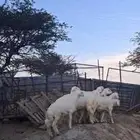 خرفان للبيع