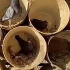 حمام مشكل