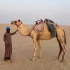 ركبي خصي طوع