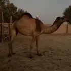 بكره صفراء