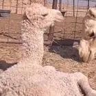 ناقه خلفه. للبيع