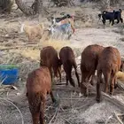 سواكن طيبه