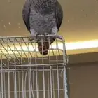 ببغاء مفقود حي الملك فهود