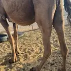 ناقه صفرا كفو ملاقي باقي لها ايام وتلد