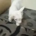 ماعز قزم متدرب