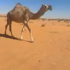 لقحه حمراء علا جميع الشروط