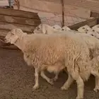 للبيع طلي رباع فحل ابرص شي نادر كفوو صنف (( تم البيع ))