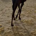 بكره مجهم