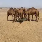 قعدان