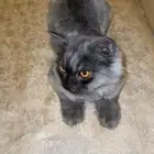 قطط للبيع