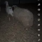 طلي جبر جبر وجذع