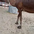 لقحه مهجم