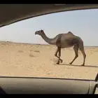 صفراء ضريبه