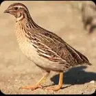 سمان للبيع حي