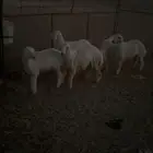 طليان حريات