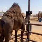 قعود مجهم طيب مرهه
