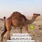 للبيع حوار هجن
