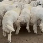 خرفان جبرة فل شحم ولحم بسعر مناسب