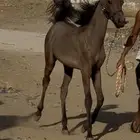 مهره شعبيه للبيع