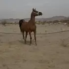 فرس شعبيه شيخه