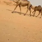 خلفه كفوو ناقه انتاج ثنو نادره