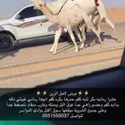 عشرا كفو