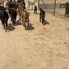 معزا 17 بفحلها يتبعها 3كفو معزا بيت