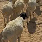 برابر للبيع