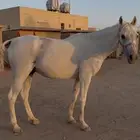 حصان شيخ ب اوراق واهو